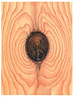 гнилой сучок2.jpeg гнилой сучок2.jpeg